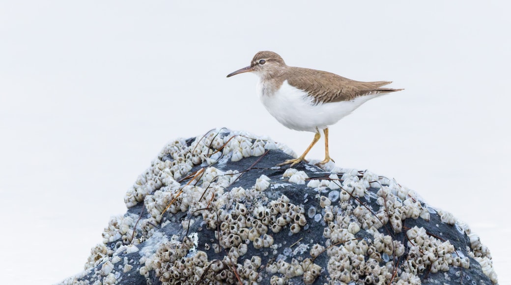 A juvenile Spotted Sandpiper at Merritt Island National Wildlife Refuge in Florida.