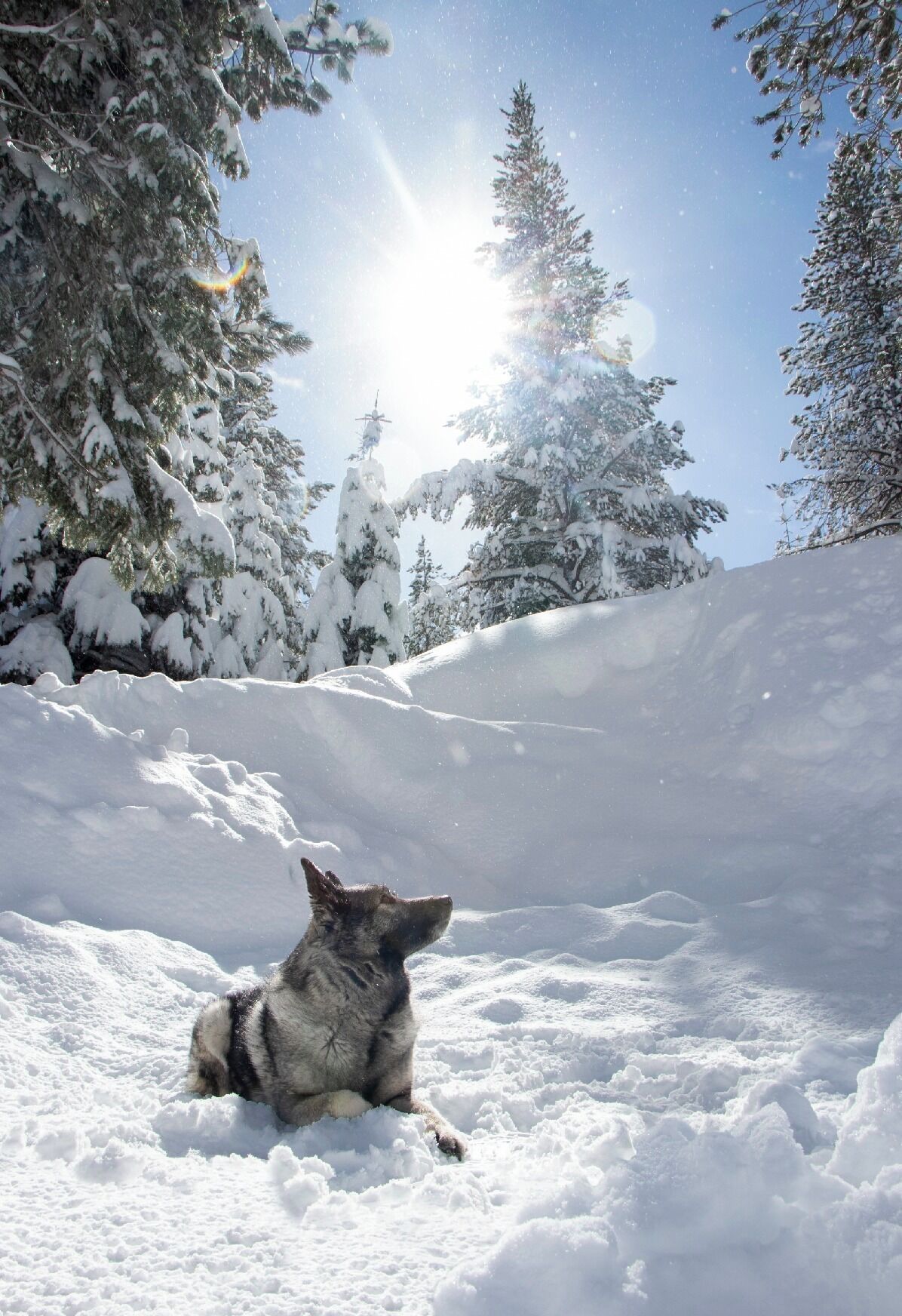 When you live in a mountain town, its easy to find adventure in your own backyard. My pup loves to run around in the fresh snow but every once and a while I catch a moment like this. Adventure to me is those moments where you find bliss among the chaos.  #adventure  