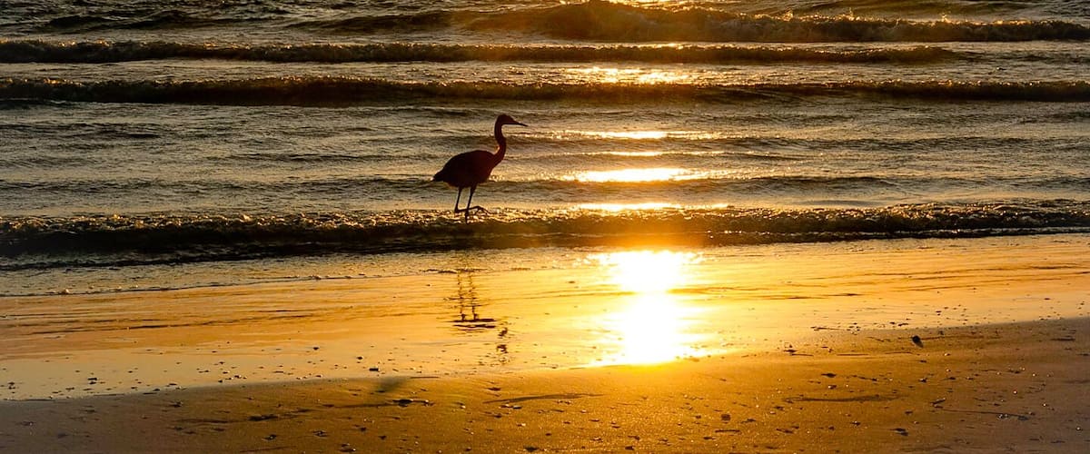 A reddish Egret watching the Sunset!