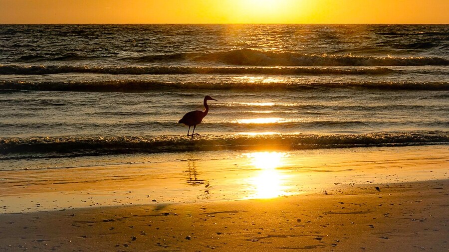 A reddish Egret watching the Sunset!