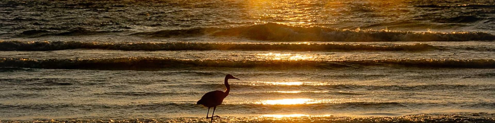A reddish Egret watching the Sunset!