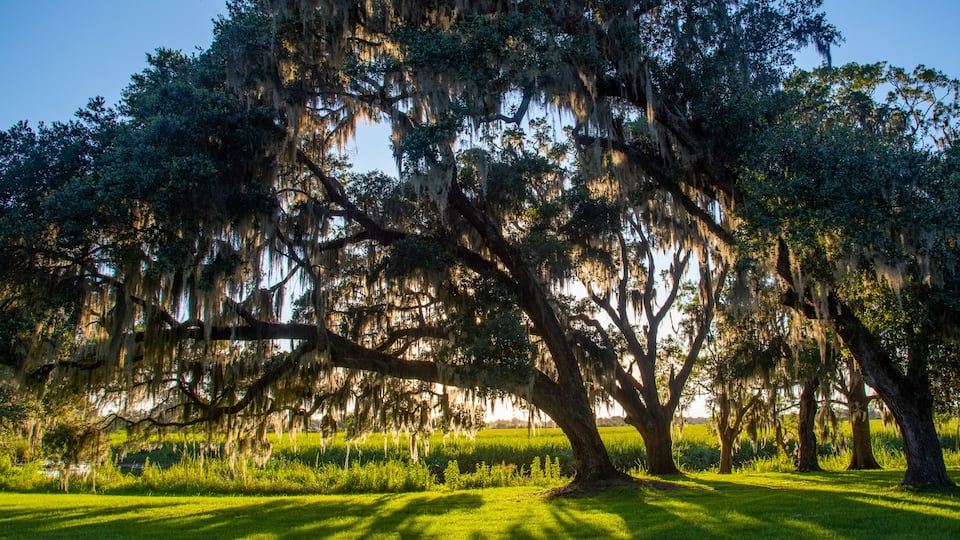 A large tree with Spanish moss, a grassy field, and a clear sky.