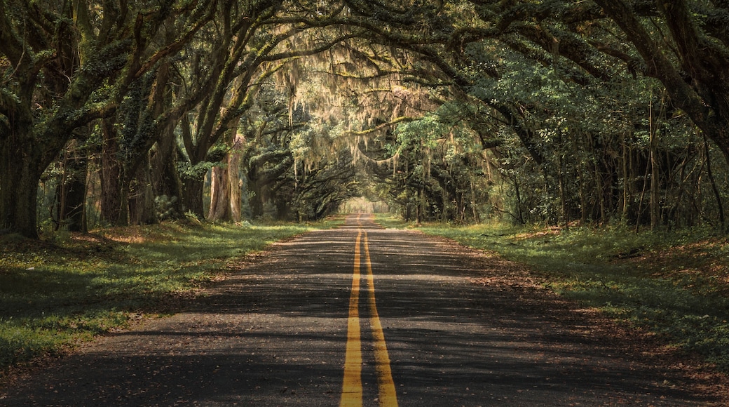 ไลฟ์โอ๊ค