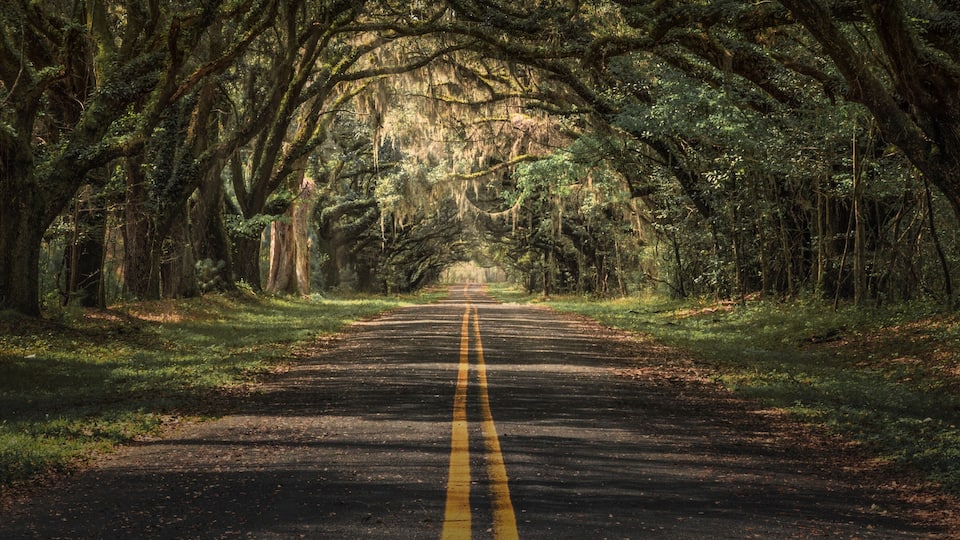 A road flanked by tall trees with moss-covered trunks and a canopy of Spanish moss hanging from the branches.
