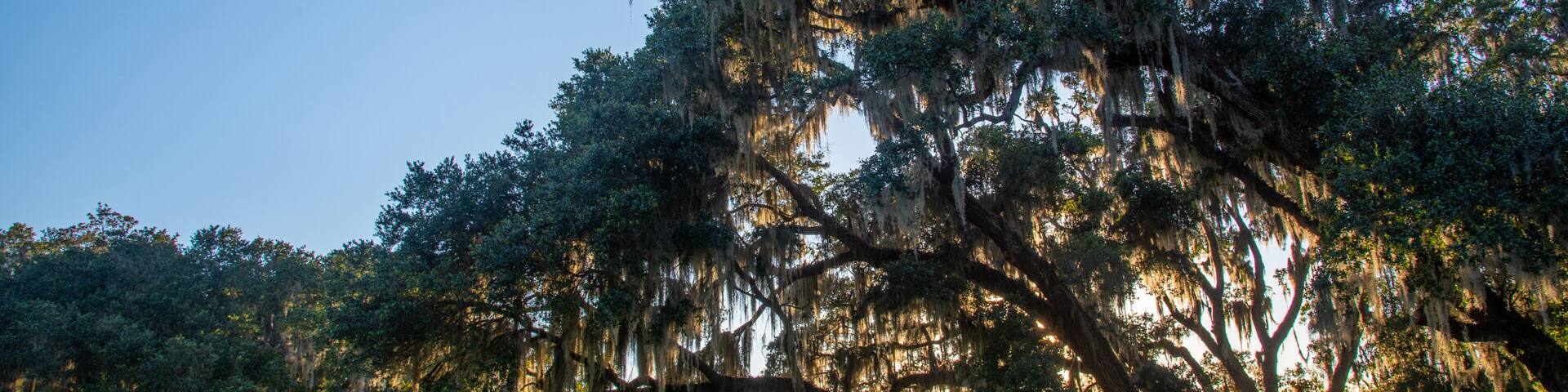 Live Oaks and Spanish Moss