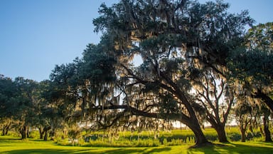 Live Oaks and Spanish Moss