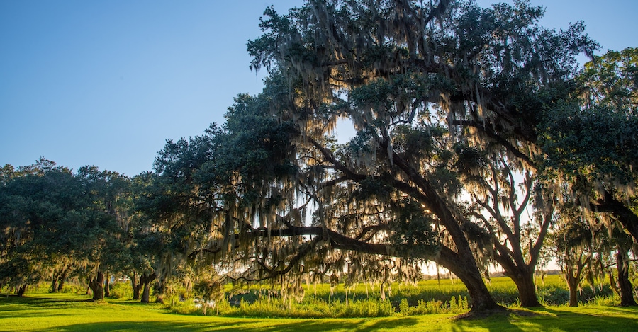 Live Oaks and Spanish Moss