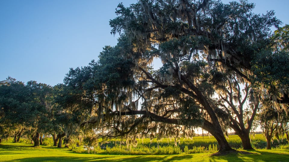 A large tree with Spanish moss, a grassy field, and a clear blue sky.