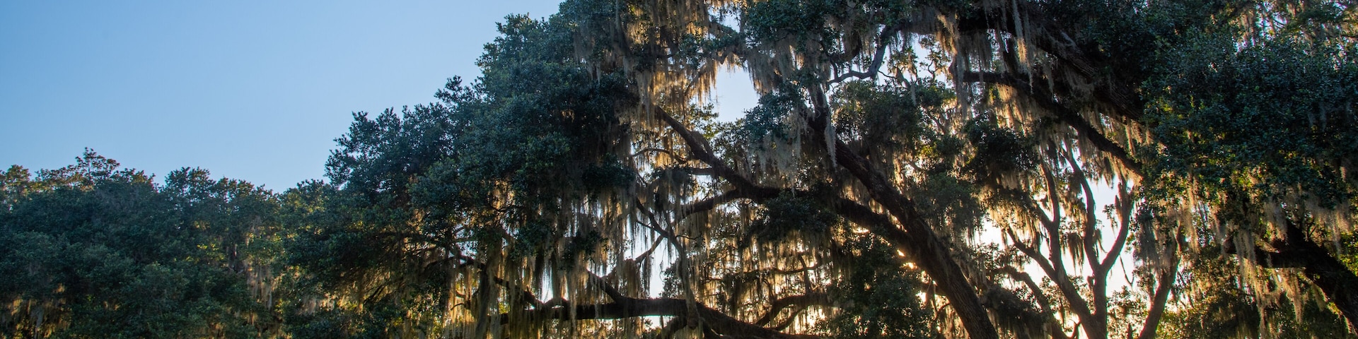 Live Oaks and Spanish Moss