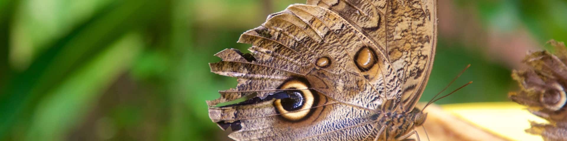 Butterfly and Orchid Garden featuring animals