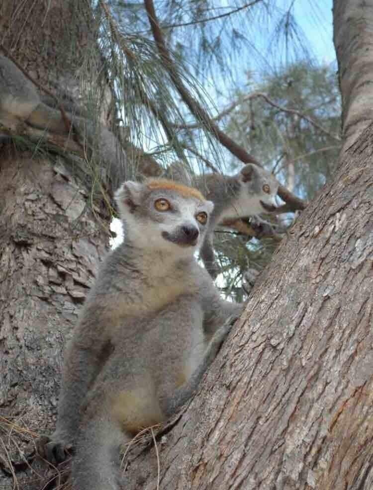 #LifeAtExpedia #Wildlife #Madagascar #Lumurian