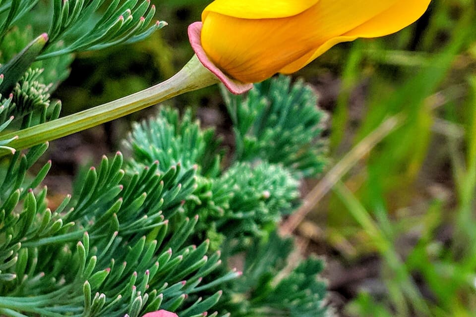 A yellow flower with a pink center and a green plant with needle-like leaves.