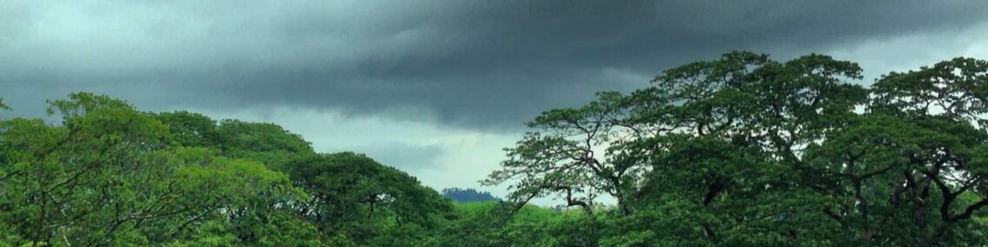 A road with a white car, surrounded by lush green trees and a cloudy sky.