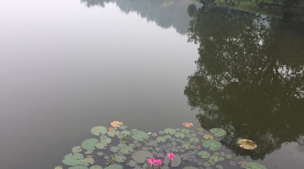 The Lotus blossoms at the lake.