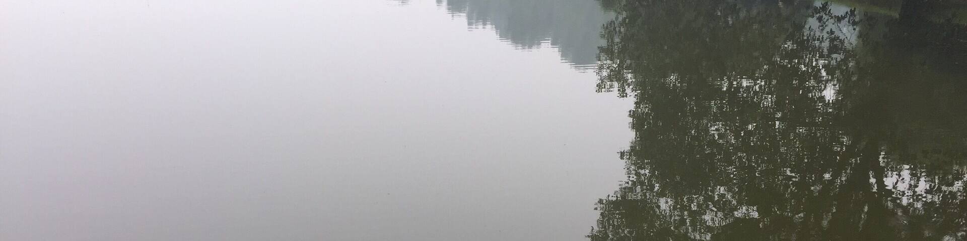 The Lotus blossoms at the lake.