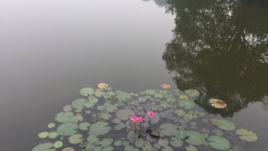 The Lotus blossoms at the lake.