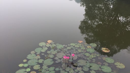 The Lotus blossoms at the lake.