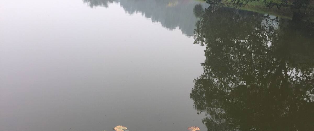 A pond with lily pads and pink water lilies.