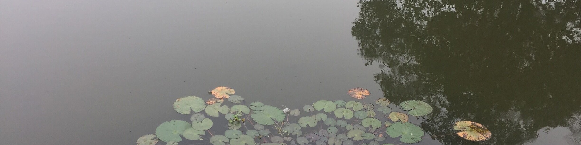 A pond with lily pads and pink water lilies.