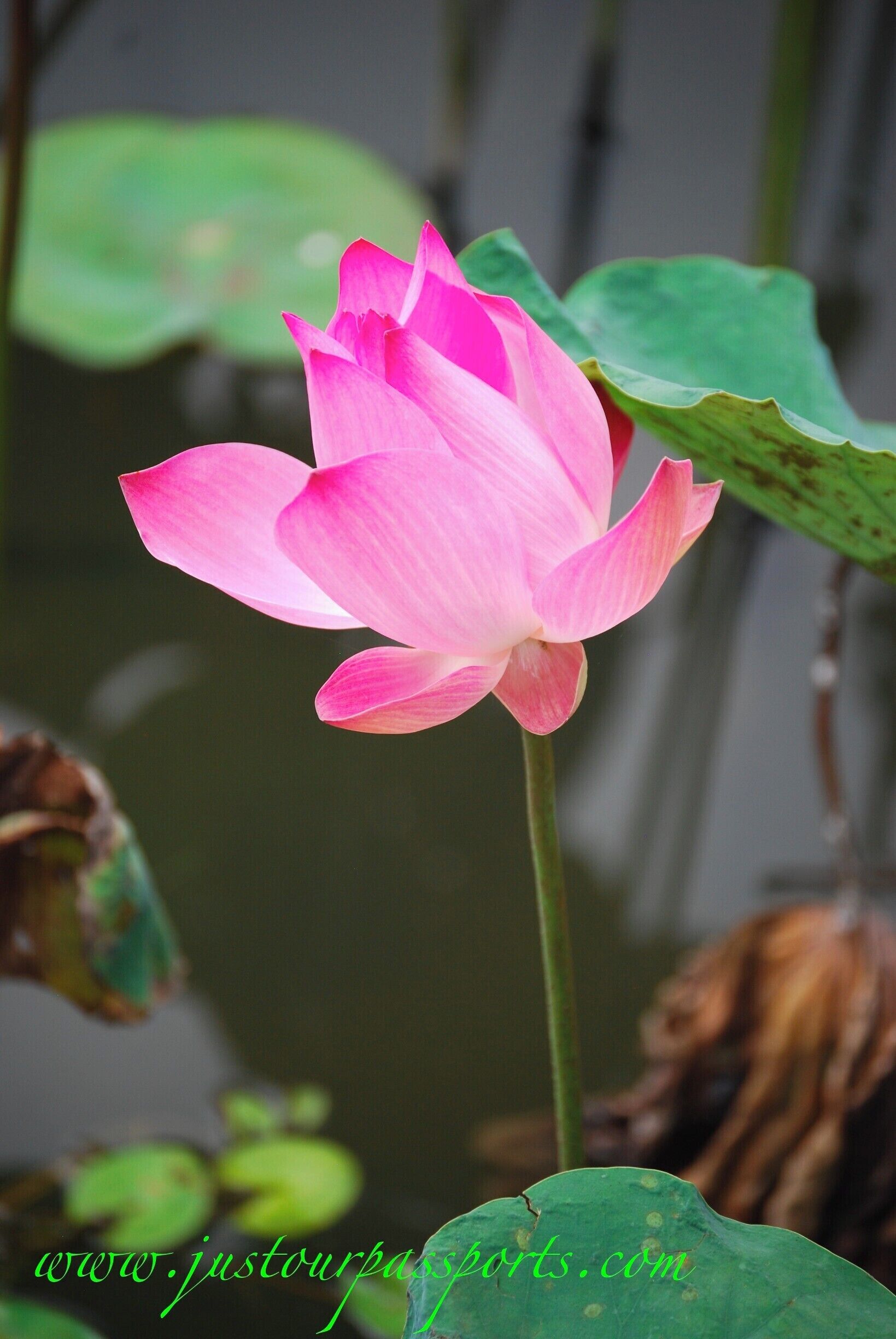 The gardens in Taiping are really gorgeous with ten lakes featuring tons of lotus flowers and water lilies. Their claim to fame is that they were the first public gardens in Malay, opened in 1880 by the British over the remains of a tin mine. The gardens are a must see if you get the chance to visit the rarely tourist-ed town of Taiping. 
