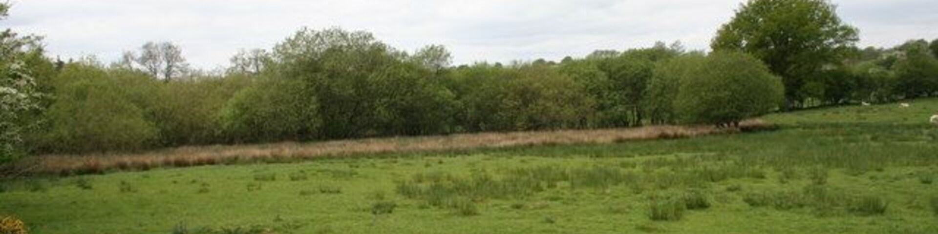 Other side of the stream Pasture land on the Hundred house side of the stream