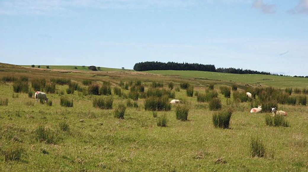 Rough grazing near David's Well With forestry on Brondre-fawr Hill in the distance.