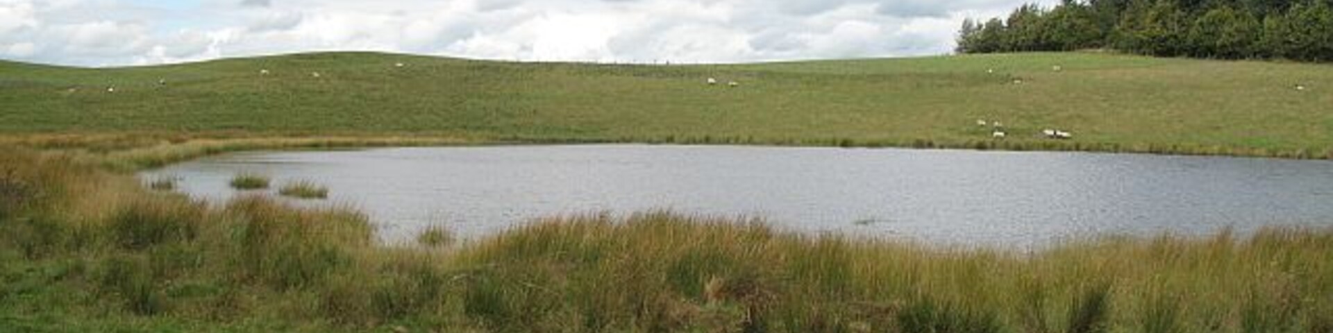Rhiw Pool Pool on the edge of the woodland, Radnor Forest.