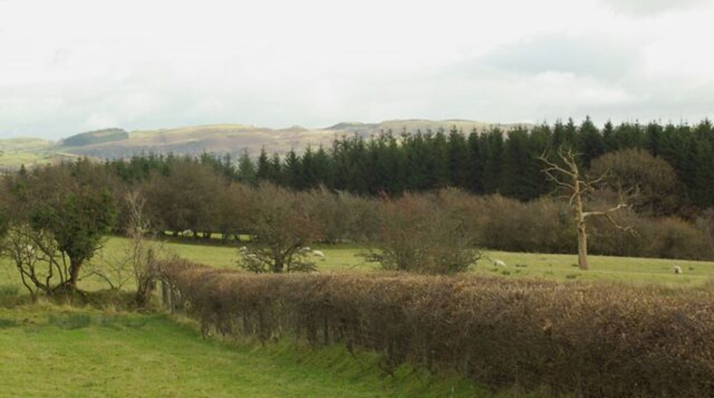 Lletty Wood Lletty Wood with dead tree in foreground