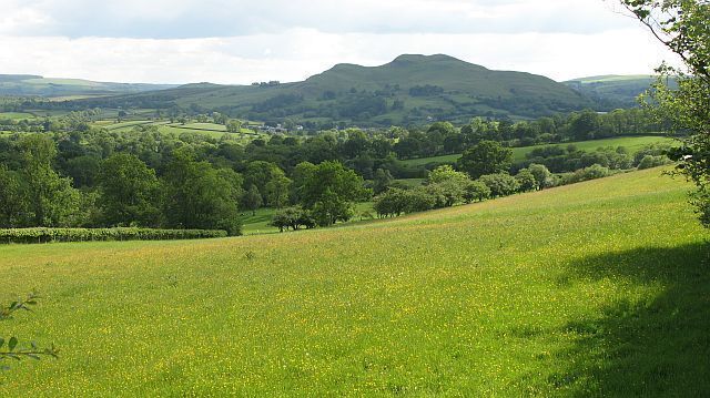 Buttercup meadow near Llandegley View from below Coed-swydd. Llandegley Rocks in the background.
