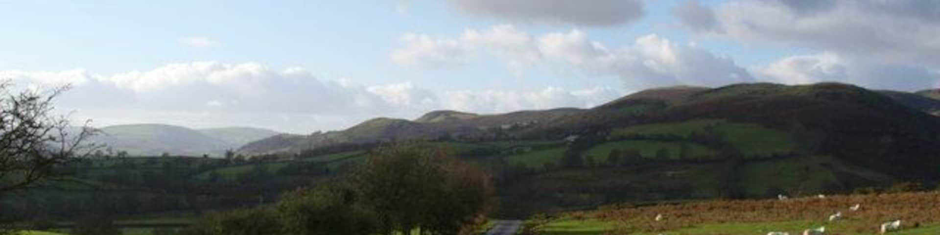 Grazing on Perthi Common Looking W from near Llansantffraed.