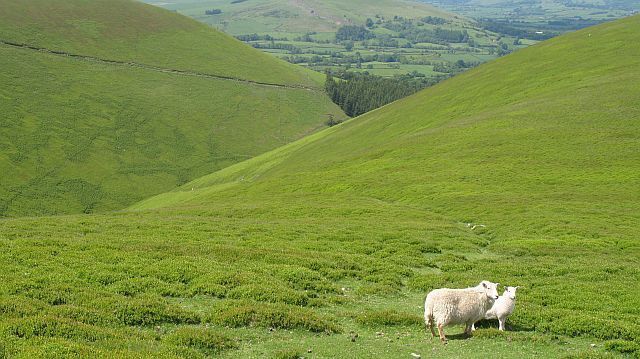 Fron-las Dingle Another typical Radnorshire hybrid name. One of several deep glens on the side of the hill. Typical local livestock in the foreground. The hill is also grazed by ponies and cattle are grazed on the improved bits (usually identified on the 1:25000 map by lack of orange colouring).