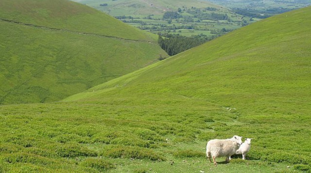 Fron-las Dingle Another typical Radnorshire hybrid name. One of several deep glens on the side of the hill. Typical local livestock in the foreground. The hill is also grazed by ponies and cattle are grazed on the improved bits (usually identified on the 1:25000 map by lack of orange colouring).