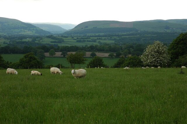 Sheep in a field near Crossway The Wye valley towards Rhaeadr (Rhayader) can be seen in the background.