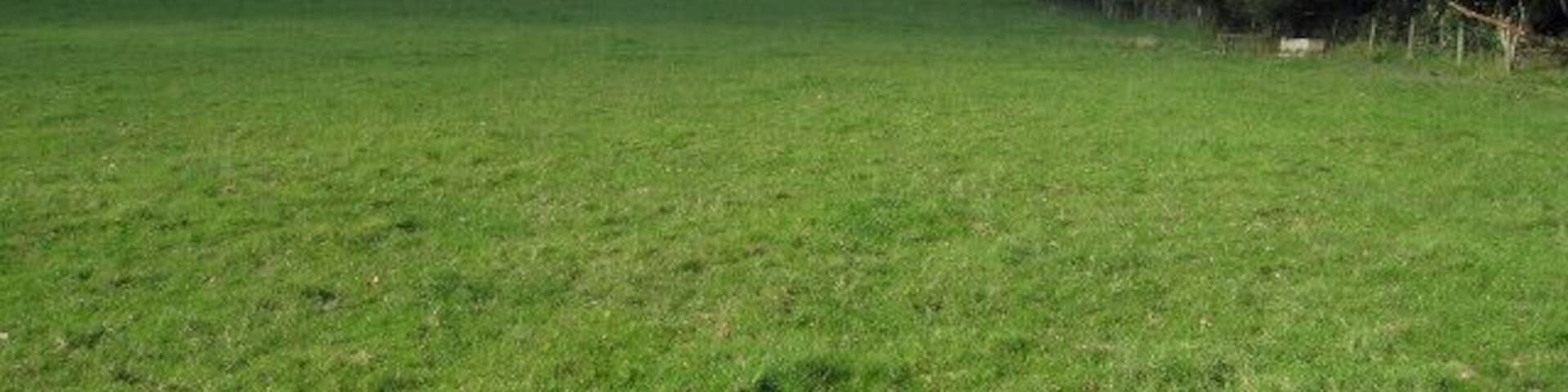 A green field with a hill in the distance and trees on the right.
