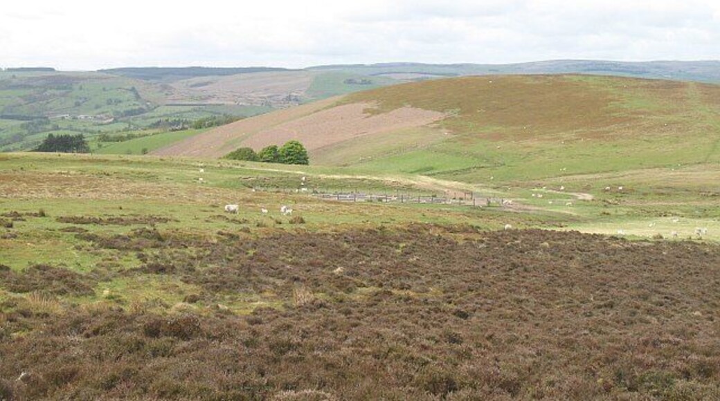 Sheep pens, Moel Wilym Gathering pens below the small hill of Moel Wilym. A road comes up on to the mountain from the west by the trees, and this will be the route used to take stock up or down.