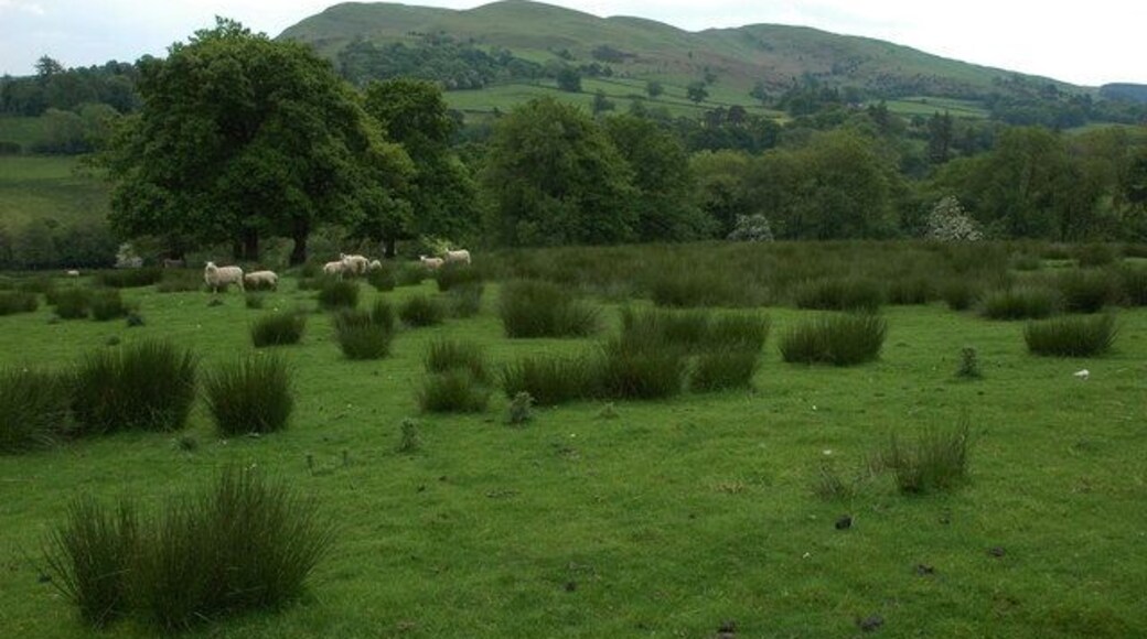Farmland near Brynrhydd Wet farmland, as the reeds indicate, near Brynrhydd. The Carneddau can be seen in the background.