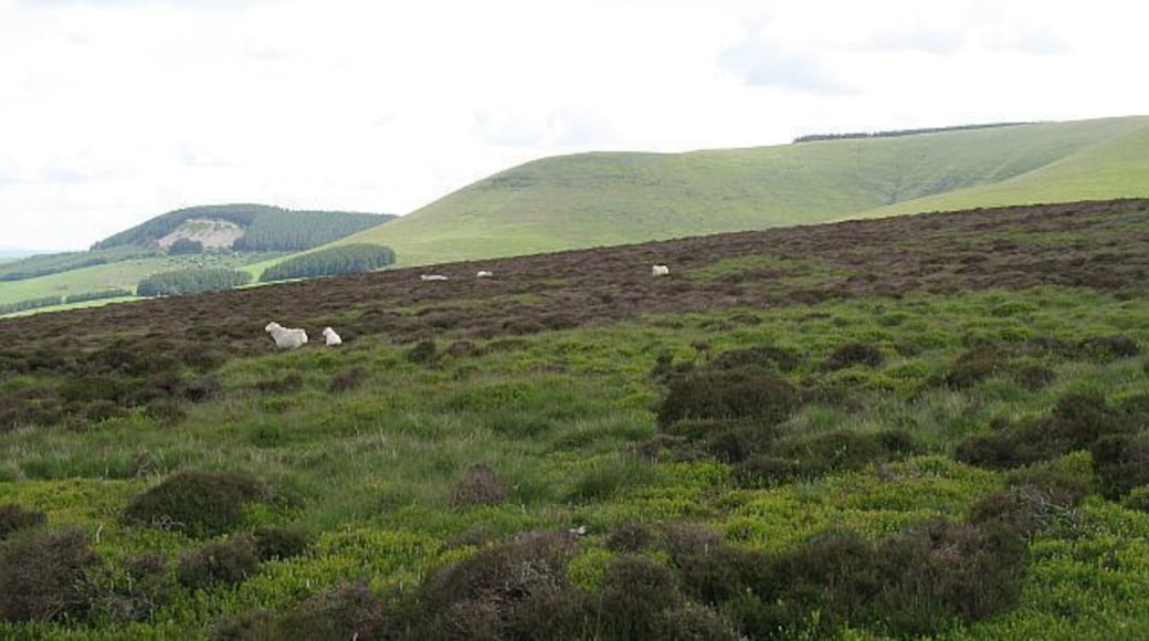 Heather, Cowlod The heather here was diseased, and many plants had no leaves.