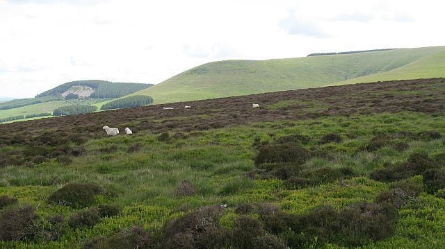 A hilly landscape with grazing sheep and a distant forested area.