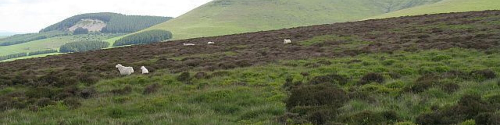 A hilly landscape with grazing sheep and a distant forested area.