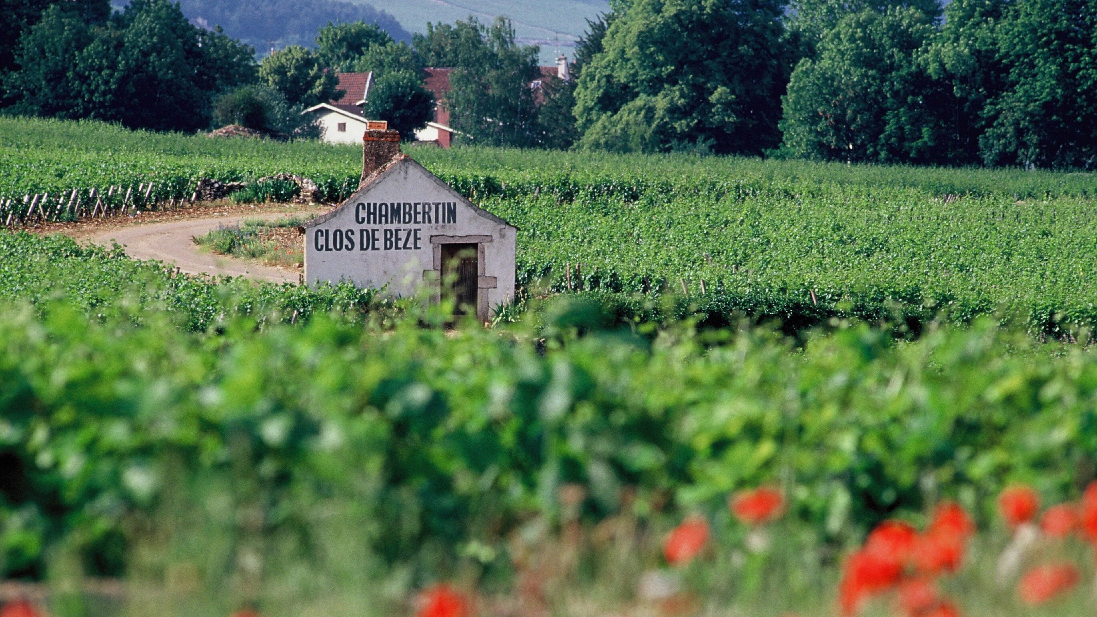 Viñedo con filas de parras y un edificio pequeño con la inscripción "CHAMBERTIN CLOS DE BEZE".