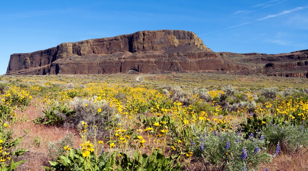 Spring Wildflowers Steamboat Rock Eastern Washington State