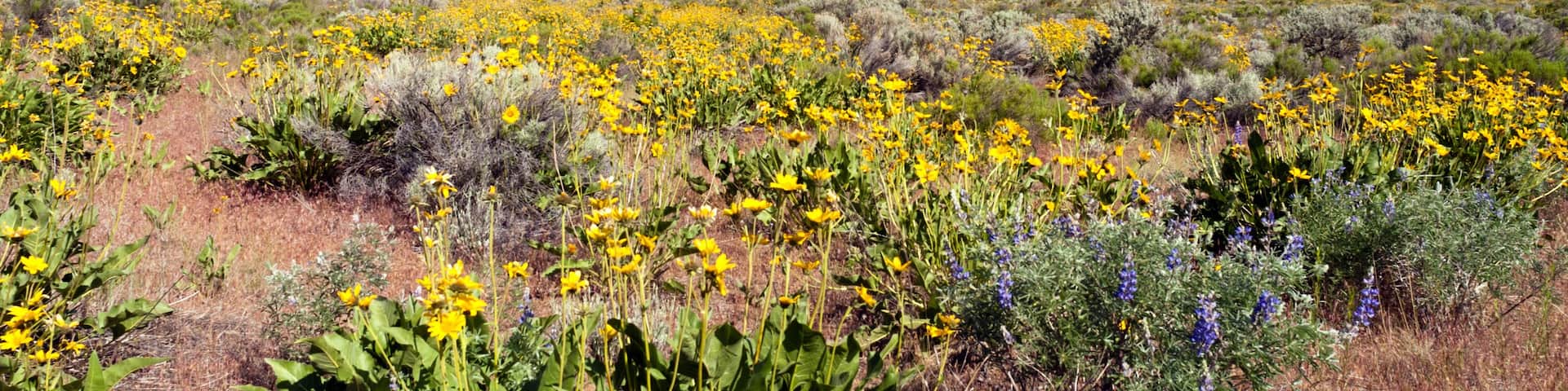 A mountain with yellow wildflowers in the foreground and a clear blue sky.