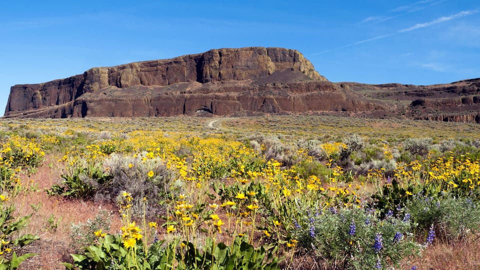 A mountain with yellow wildflowers in the foreground and a clear blue sky.
