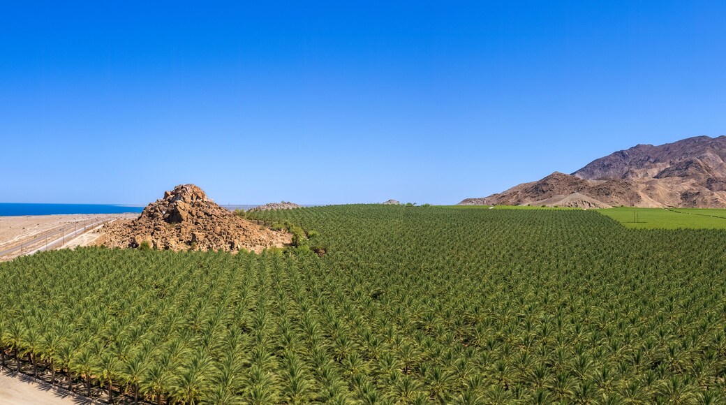Views of date palms in the Coachella Valley near the Salton Sea