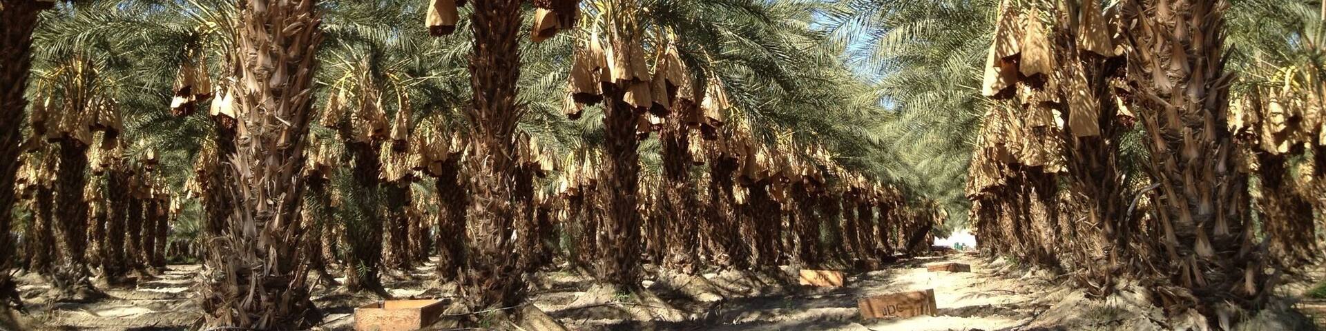 #Patterns of Date palm farms SE of Palm Springs, CA