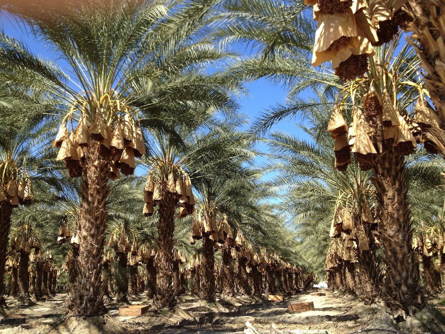 #Patterns of Date palm farms SE of Palm Springs, CA
