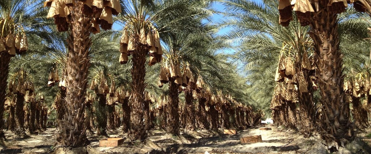 #Patterns of Date palm farms SE of Palm Springs, CA