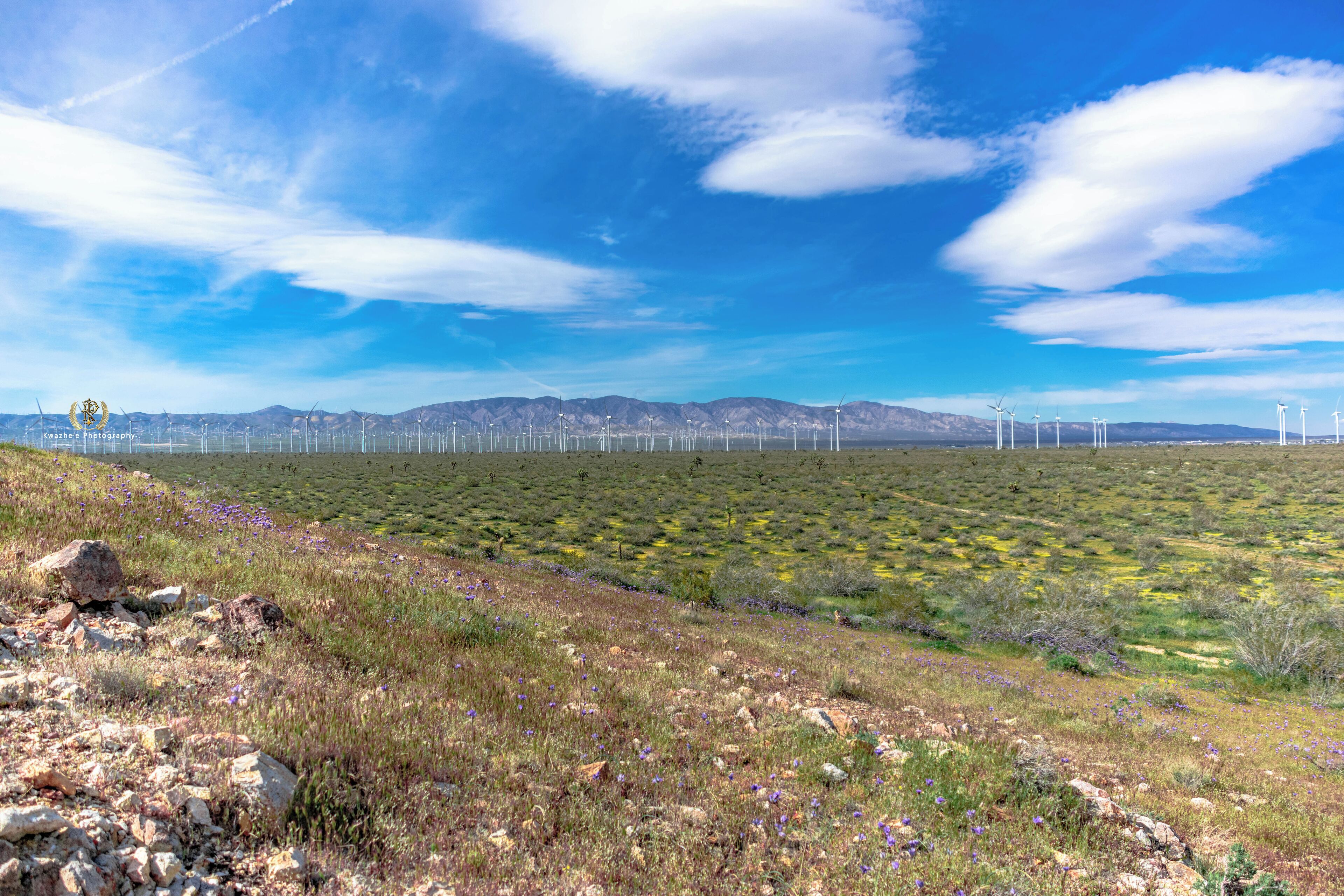 #AltaWindEnergyCenter #viewperfect #flowers