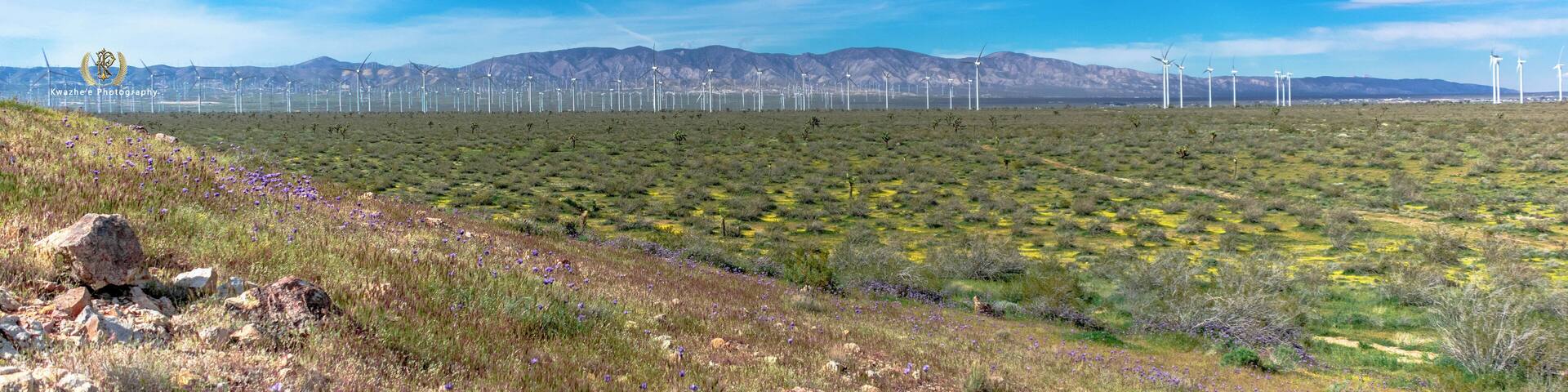 #AltaWindEnergyCenter #viewperfect #flowers