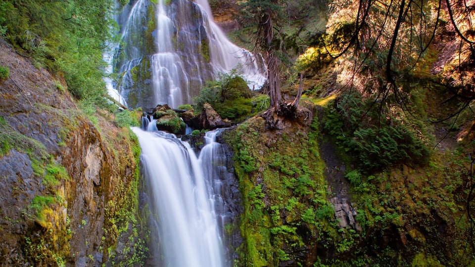 A waterfall surrounded by lush green moss and forest.